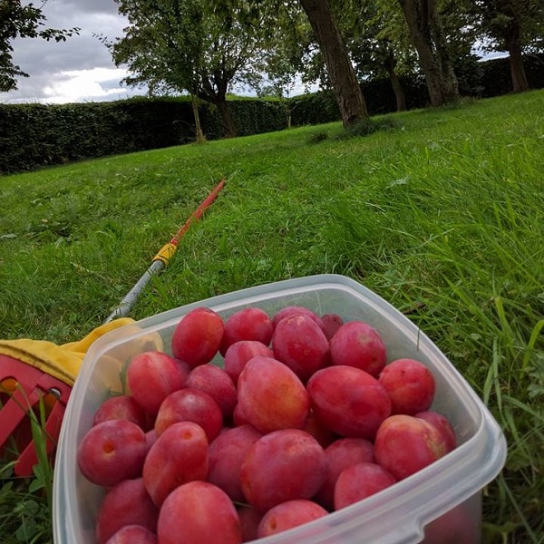 Split Farthing Hall Plums