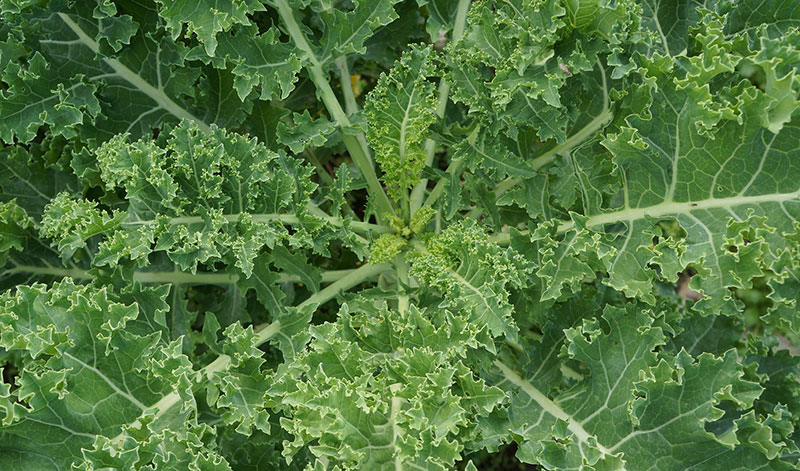 Kale