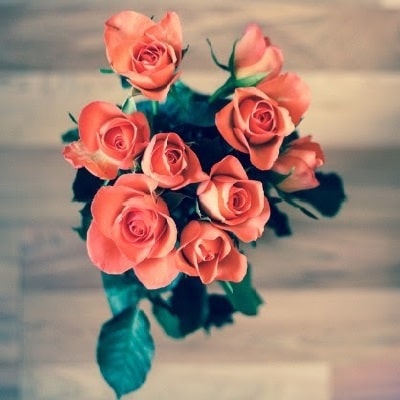 Beautiful Roses