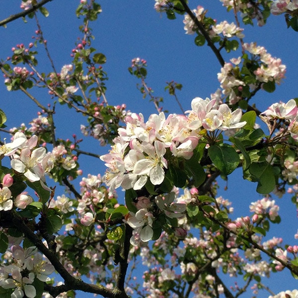 apple blossom