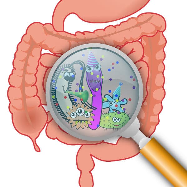 gut microbiome